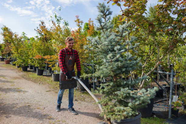 How Our Tree Care Process Works  in Little Ferry, NJ